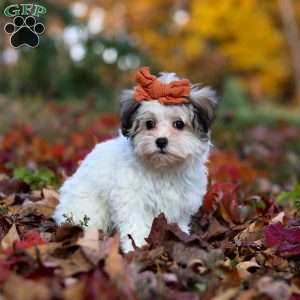 Melody, Maltipoo Puppy